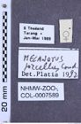 Etiketten zu Melanotus porcellus (NHMW-ZOO-COL-0007589)